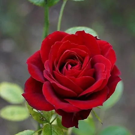 Desert Rose *